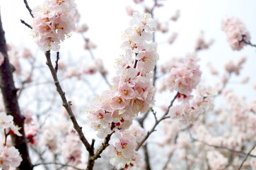 あんずの花