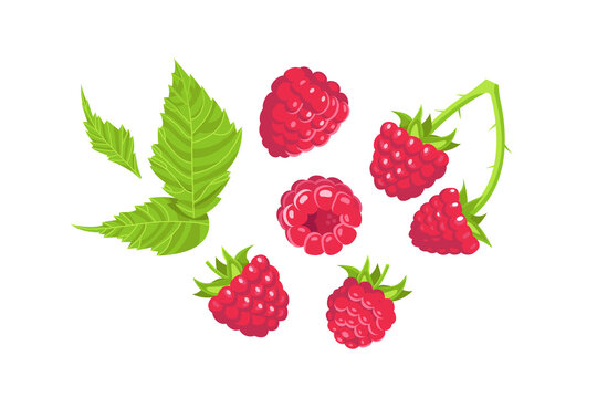 Flat raspberries set with berry and leafs on white background. 