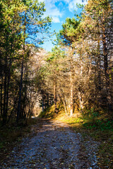 Sunlit autumn path in the forest