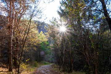 Sun light through autumn trees in the woods