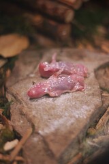 Two dead baby mice as food for the snake