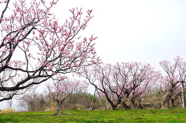Fototapeta premium あんず畑