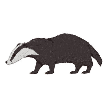 Badger Isolated Wild Animal. Cartoon Illustration on White Background