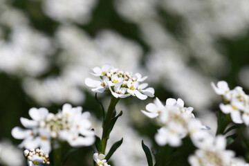 Small white flowers n the park 