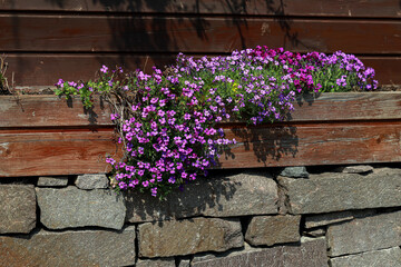 Flowers in a wooden box in front of the house