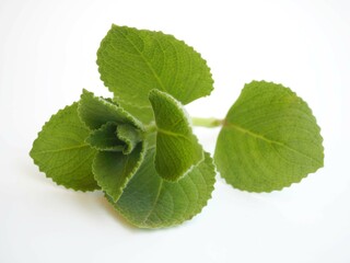 Green Leaves (Country Borage,Indian Borage,Coleus amboinicus Lour( Plectranthus amboinicus (Lour.)) on white background. closeup photo, blurred.