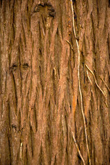 Obraz premium Texture of tropical tree bark