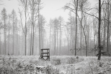 Wintereinbruch im Wald