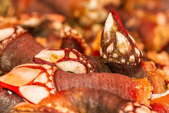 Barnacle (Pollicipes pollicipes) in bulk ready for sale, selective approach.