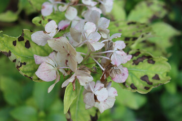 Hydrangea or Hortensia leaves and flowers with disease in the garden. Brown dry spots on Hydrangea...