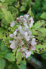 Hydrangea or Hortensia leaves and flowers with disease in the garden. Brown dry spots on Hydrangea leaves and petal