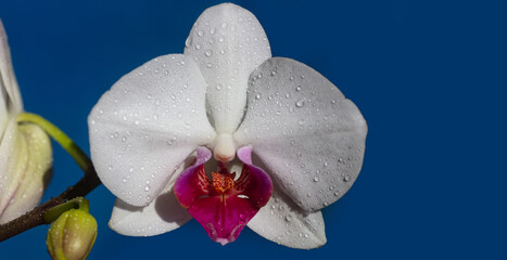 Spring banner, blossom background. Orchid flower. Phalaenopsis growing. Floral Orchidea concept.