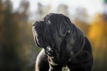 black labrador retriever in the forest
