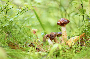 Wet mushrooms in the grass after the rain. Summer