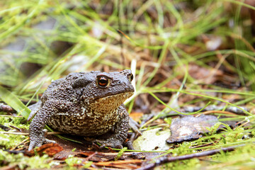 Gray or common toad, or toad Cowhed on the grass close-up in profile