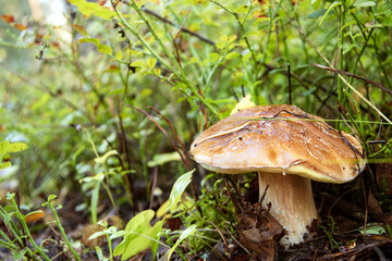 Edible mushroom in the grass in the summer forest