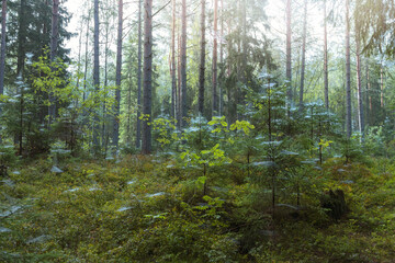 Early morning in the woods. Webs on trees and grass n the early morning