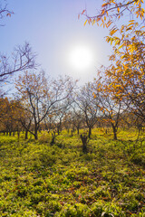 Fototapeta premium tree in autumn