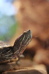 Turtle on the stone 