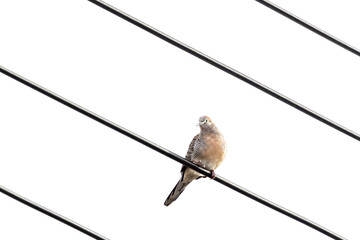 Bird, Javanese dove, Geopelia striata, perched on cable, white background