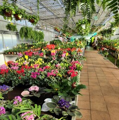 Exposición de plantas en un invernadero