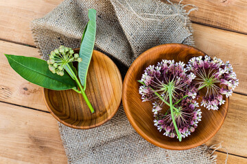 Asclepias, milkweeds, coma, Asclepias syriaca, common milkweed, silkweed and Virginia silkweed in wooden environmental plate on table. Collecting herbs during flowering in summer. Top view