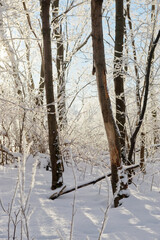 White frosty and snowy trees in sunny winter forest.