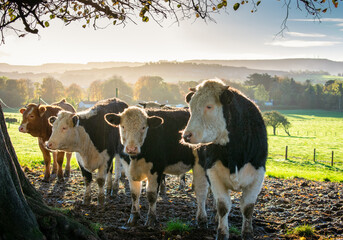 Cows at Sunrise on a Irish Farm