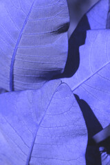 Botanical background. Beautiful leaves texture, violet color, vertical image.