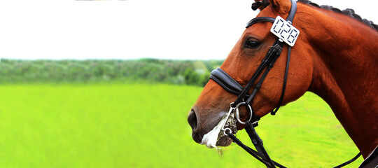Cropped image of a horse. Horse wearing tack, horizontal view, close up. Equestrian sports,...