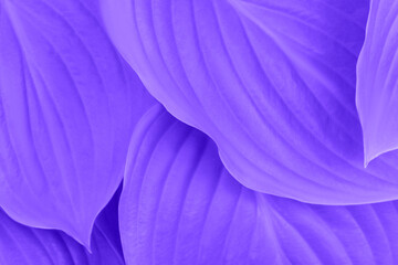 Botanical background. Beautiful leaves texture, violet color, horizontal image.