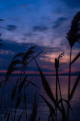 Obraz premium sunset in the field