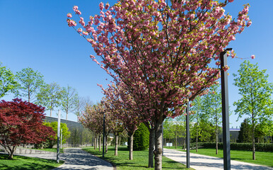 The row of Prunus 'Kanzan' (Prunus serrulata or Prunus lannesiana) trees with pink flowers in City park Krasnodar. Galitsky Park in spring 2021. Japanese cherry flowers. Selective focus