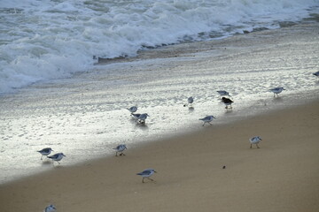 Some small birds on the beach. Pornichet, France, january 2022.