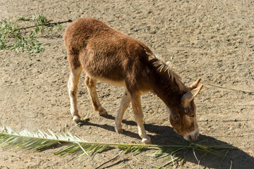 red donkey eating palm branch 