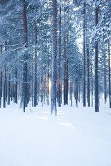 Forest scene in winter with sun shining trough the trees