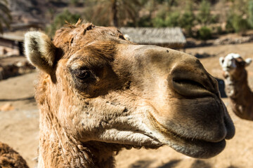 Camels in their natural habitat. Portrait 