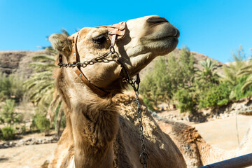 CamelCamels in their natural habitat. Portrait s in natural habitat 