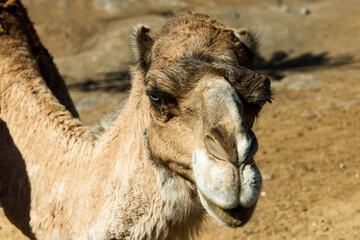 Camels in their natural habitat. Portrait 