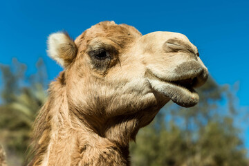 Camels in their natural habitat. Portrait 