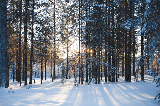 Sun shining trough the trees in cold winter landscape