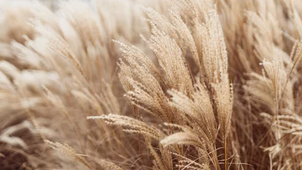 Foto op Canvas Abstract natural background of soft plants Cortaderia selloana. Pampas grass on a blurry bokeh, Dry reeds boho style. Fluffy stems of tall grass in winter © mdyn