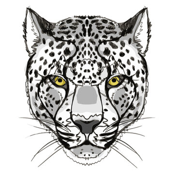 Vector print with the image of the snout of a snow leopard in the form of a hand drawing. 