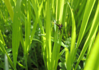 Spider On A Green Grass Extreme Macro Shot