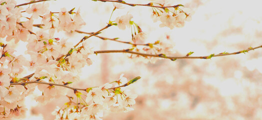 Obraz na płótnie Canvas 庭の桜の花のクローズアップ、背景素材、バックグランド