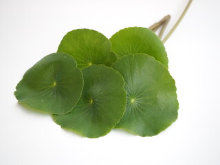 Asiatic leaf herb ayurveda herbal medicine inhibited or slowed growth of cancer cells Help prevent...