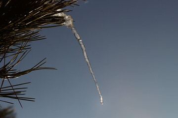 Single icicle on a pine tree melting in the sun