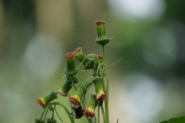 crassocephalum crepidioides, (also called fireweed, ebolo, thickhead, redflower ragleaf, sintrong, sentrong). Its fleshy, mucilaginous leaves and stems are eaten as a vegetable.