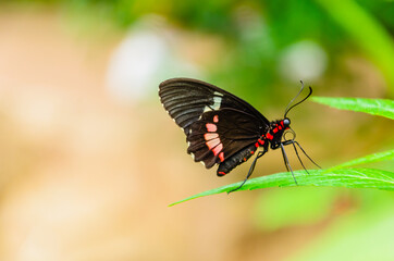 Fototapeta na wymiar Butterfly Parides Iphidamas or Heart butterfly with red patches