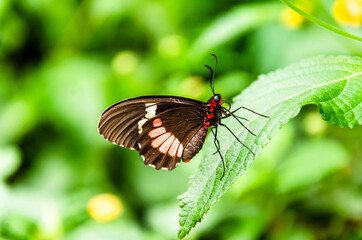 Butterfly Parides Iphidamas or Heart butterfly with red patches
